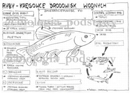 Klasa 6 - Ryby - sketchnotka