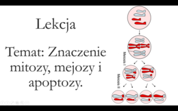 Klasa 1 ( podstawa) - Cykl komórkowy. Mejoza - prezentacja