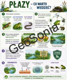 Przegląd i znaczenie płazów  biologia klasa 6 sketchnotka