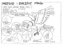 Klasa 6 - Ptaki - przegląd i znaczenie - sketchnotka