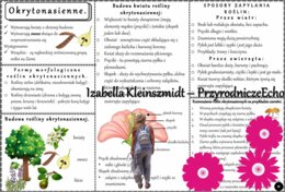 Sketchnotka/książeczka/notatka/wklejka/ściąga dla ucznia i przypomnienie dla nauczyciela/edukacja domowa. Temat „Okrytonasienne”. Materiał w pdf. Biologia 5, dział „Różnorodność roślin”. Nowość 2024/2025.