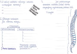 Rola i budowa szkieletu osiowego - część 1 - KP