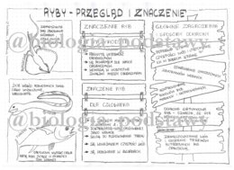 Klasa 6 - Ryby - przegląd i znaczenie - sketchnotka