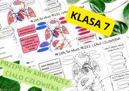 Biologia 7. Przepływ krwi przez ciało człowieka