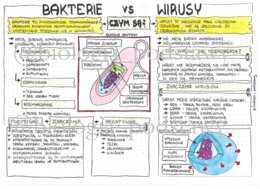 Klasa 5 - Wirusy i bakterie - kolorowa sketchnotka