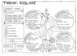 Tkanki roślinne - zestaw