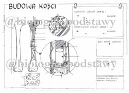 Klasa 7 - Budowa kości - sketchnotka