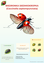 Kolorowe plansze edukacyjne. Gatunki zwierząt, roślin, grzybów, owadów.