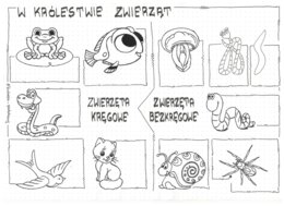 Klasa 6 - W królestwie zwierząt - sketchnotka