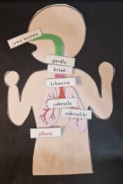 Budowa układu oddechowego - układanka do zalaminowania. Przyroda 4 / Biologia 7. Układ oddechowy zapewnia wymianę gazową.