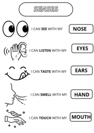 Kids Can 1 unit 4 senses