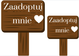 🐾 Dzień Praw Zwierząt – gotowa gazetka edukacyjna A4 (50 stron do druku!) 🐾 Ta gazetka to strzał w dziesiątkę na szkolne obchody Dnia Praw Zwierząt! 💛