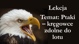 Klasa 6 - Ptaki - prezentacja