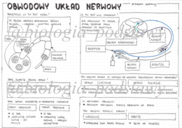 Klasa 7 - Obwodowy układ nerwowy