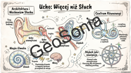 Budowa i działanie narządu słuchu