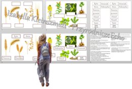Rośliny uprawne Polski do zalaminowana/układanka/rozpoznawanie gatunków w pdf. „Produkcja roślinna”. Geografia 7 "Rolnictwo i przemysł Polski"
