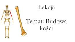 Klasa 7 - Budowa kości - prezentacja