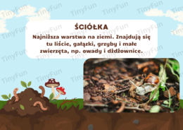 Prezentacja: Międzynarodowy Dzień Lasu – las, zwierzęta, warstwy lasu, edukacja przyrodnicza