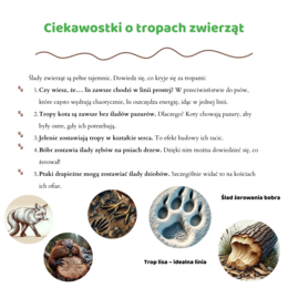 Mini-przewodnik do rozpoznawania śladów zwierząt