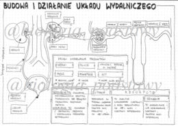 Klasa 7 - Budowa i działanie układu wydalniczego - sketchnotka