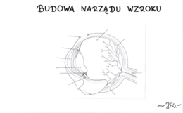 Budowa oka (karta pracy)