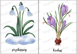 Wiosenne kwiaty i rośliny – gra memory, karty edukacyjne i terenowa zabawa przyrodnicza