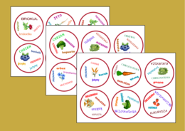 DOOBLE – rośliny – ORTOGRAFIA – 30 szt.