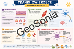 Tkanka nabłonkowa, mięśniową i nerwowa biologia klasa 6 sketchnotka