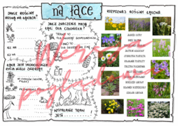 Na łące -przyroda kl. 4