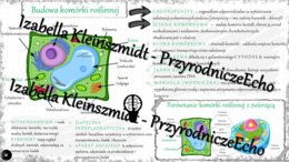 Sketchnotka - notatka „Budowa komórki roślinnej. Porównanie komórki roślinnej z zwierzęcą” wykonana w power point do edycji. Biologia 5; „Budowa i czynności życiowe organizmów”