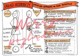 Układ rozrodczy umożliwia wydawanie na świat potomstwa - przyroda kl. 4 - karta pracy wypełniona