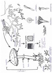 Grzyby - graficzna karta pracy
