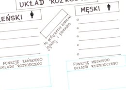 Układ rozrodczy - KP