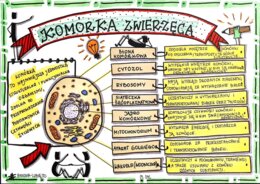 Klasa 5. Biologia. Komórka zwierzęca. (dwie karty pracy: kolorowa + do uzupełnienia)