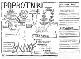 Paprotniki - klasa 5 - sketchnotka