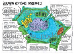 Budowa komórki roślinnej - klasa 5 - sketchnotka