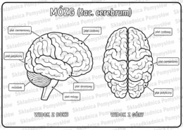 BUDOWA MÓZGU - pakiet: kolorowanka XXL (2 warianty)+kolorowankaA4+uzupełniankaA4; układ nerwowy, karta pracy