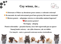 🐾 Dzień Praw Zwierząt – gotowa gazetka edukacyjna A4 (50 stron do druku!) 🐾 Ta gazetka to strzał w dziesiątkę na szkolne obchody Dnia Praw Zwierząt! 💛