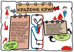 Klasa 7. Biologia. Karta pracy. Krążenie krwi (kolorowa karta pracy)