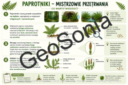 Paprotniki biologia klasa 5 sketchnotka