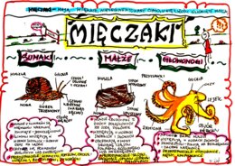 Klasa 6. Biologia. Mięczaki (karta pracy kolorowa)