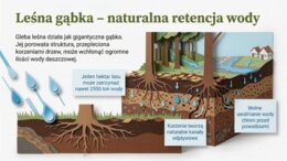 Las, Dzień Lasu, ekosystem leśny - prezentacja, plansze, gazetka