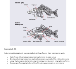 Konspekt i karta pracy