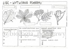 Klasa 5 - Liść - KP