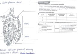Rola i budowa szkieletu osiowego - część 2 - KP