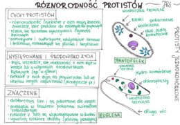 Różnorodność protistów (sketchnotka)