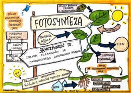 Klasa 5. Biologia. Karta pracy. Fotosynteza (dwie karty pracy)