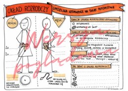 Układ rozrodczy umożliwia wydawanie na świat potomstwa - przyroda kl. 4