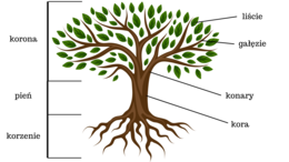 Budowa drzewa - części drzewa