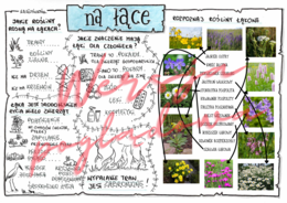 Na łące -przyroda kl. 4 -wypełniona karta pracy/odpowiedzi